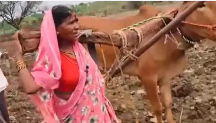 നിലം ഉഴുതുമറിക്കാന് കാളയില്ല, പകരം ഭാര്യയെ കലപ്പയില് കെട്ടി കര്ഷകന്, വീഡിയോ വൈറലായതിന് പിന്നാലെ കാളയെ സമ്മാനിച്ച് ദേവേന്ദ്ര ഫഡ്നാവിസ്