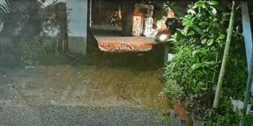 മുള്ളൻ പന്നി കുറുകെ ചാടി, ഓട്ടോ മറിഞ്ഞു; ഡ്രൈവർക്ക് ദാരുണാന്ത്യം; ഭാര്യയ്ക്ക് പരിക്ക്; മക്കൾ അത്ഭുതകരമായി രക്ഷപ്പെട്ടു