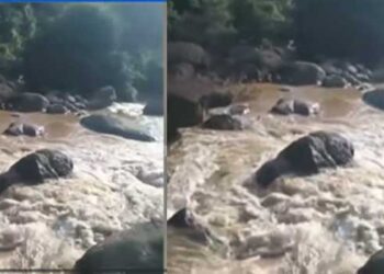 ഇരുവഞ്ഞിപ്പുഴയിലെ പതങ്കയത്ത് വിനോദ സഞ്ചാരികൾ പുഴയിലിറങ്ങി കുളിക്കുന്നതിനിടെ അപ്രതീക്ഷിത മലവെള്ളപ്പാച്ചിൽ, വിനോദസഞ്ചാരികളും ഗൈഡും ഒഴുക്കിൽപ്പെട്ടു, കാണാതായ വയനാട് സ്വദേശിയായ ​ഗൈഡിനായി തെരച്ചിൽ