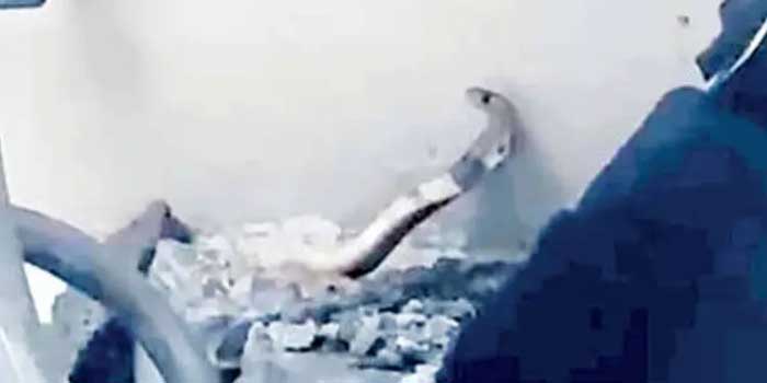 ‘മൂർഖനെന്ത് മുഖ്യമന്ത്രി’… വിഡി സതീശന്റെ വീട്ടിൽ നിന്ന് മൂർഖൻ പാമ്പിനെ പിടികൂടി