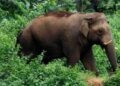 ആനയുടെ തുമ്പിക്കൈയ്ക്ക് മുന്നിൽ നിന്ന് ജീവൻ തിരിച്ചുകിട്ടുന്നത് ഇത് രണ്ടാം തവണ!! ജോലി കഴിഞ്ഞ് സ്കൂട്ടറിൽ വീടിലേക്ക് തിരിച്ച മാധ്യമപ്രവർത്തകനു നേരെ പാഞ്ഞടുത്ത് കാട്ടാന, രക്ഷപ്പെട്ടത് തലനാരിഴയ്ക്ക്!! വാഹനം ഉപേക്ഷിച്ച് സമീപത്തെ വീട്ടിൽ ഓടിക്കയറിയതോടെ ആന പിൻവാങ്ങി