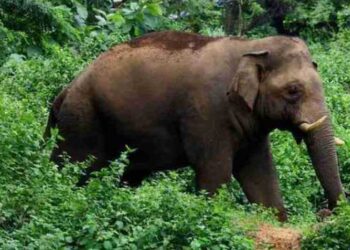 ആനയുടെ തുമ്പിക്കൈയ്ക്ക് മുന്നിൽ നിന്ന് ജീവൻ തിരിച്ചുകിട്ടുന്നത് ഇത് രണ്ടാം തവണ!! ജോലി കഴിഞ്ഞ് സ്കൂട്ടറിൽ വീടിലേക്ക് തിരിച്ച മാധ്യമപ്രവർത്തകനു നേരെ പാഞ്ഞടുത്ത് കാട്ടാന, രക്ഷപ്പെട്ടത് തലനാരിഴയ്ക്ക്!! വാഹനം ഉപേക്ഷിച്ച് സമീപത്തെ വീട്ടിൽ ഓടിക്കയറിയതോടെ ആന പിൻവാങ്ങി