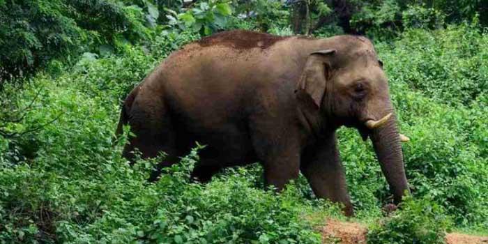 ആനയുടെ തുമ്പിക്കൈയ്ക്ക് മുന്നിൽ നിന്ന് ജീവൻ തിരിച്ചുകിട്ടുന്നത് ഇത് രണ്ടാം തവണ!! ജോലി കഴിഞ്ഞ് സ്കൂട്ടറിൽ വീടിലേക്ക് തിരിച്ച മാധ്യമപ്രവർത്തകനു നേരെ പാഞ്ഞടുത്ത് കാട്ടാന, രക്ഷപ്പെട്ടത് തലനാരിഴയ്ക്ക്!! വാഹനം ഉപേക്ഷിച്ച് സമീപത്തെ വീട്ടിൽ ഓടിക്കയറിയതോടെ ആന പിൻവാങ്ങി