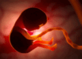 ആശുപത്രികളിൽ നിന്നും മറുപിള്ള ശേഖരിച്ച് വിദേശത്തേയ്ക്ക് കടത്തുന്നു; ഒരെണ്ണത്തിന് 800 രൂപ! അഞ്ചംഗ സംഘം ഇസ്ലാമാബാദിൽ പിടിയിൽ; സൗന്ദര്യവർധക വസ്തുക്കളുടെ നിർമ്മാണത്തിനായുള്ള ഡിമാന്റ് കണ്ടുള്ള കയറ്റുമതി