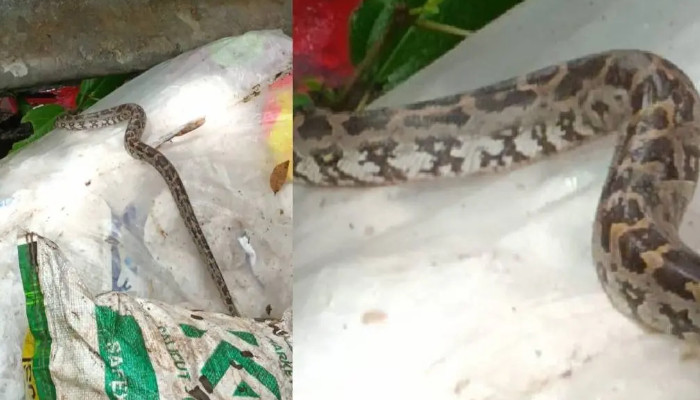 “കമ്പി അഴിച്ചപ്പോ പാമ്പ് ഒരൊറ്റ ചാട്ടം, നാട്ടുകാര് ചെയ്യുന്ന ഓരോ ദ്രോഹങ്ങള്”, ഹരിതകര്മ്മസേനാംഗങ്ങള് ശേഖരിച്ച മാലിന്യങ്ങള്ക്കൊപ്പം ചാക്കില് കെട്ടിയ പെരുമ്പാമ്പും, നഗരസഭയ്ക്ക് പരാതി നല്കി