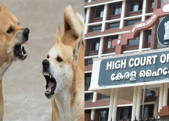 ‘തെരുവുനായ ആക്രമണത്തിൽ പരുക്കേൽക്കുന്നവർക്ക് നഷ്ടപരിഹാരം നൽകേണ്ടത് തദ്ദേശസ്ഥാപനങ്ങളുടെ ബാധ്യത; പണമില്ലെന്ന പേരിൽ ഒഴിഞ്ഞുമാറാനാകില്ല’- ഹൈക്കോടതി