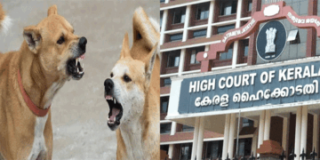 ‘തെരുവുനായ ആക്രമണത്തിൽ പരുക്കേൽക്കുന്നവർക്ക് നഷ്ടപരിഹാരം നൽകേണ്ടത് തദ്ദേശസ്ഥാപനങ്ങളുടെ ബാധ്യത; പണമില്ലെന്ന പേരിൽ ഒഴിഞ്ഞുമാറാനാകില്ല’- ഹൈക്കോടതി