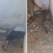 നിരന്തരം വഴക്ക്, ഒടുവില്‍ ഭര്‍ത്താവിനെ കൊന്ന് കുളിമുറിയില്‍ കുഴിച്ചിട്ട് യുവതി, കോണ്‍ക്രീറ്റ് കൊണ്ട് തറ മൂടി, പിന്നാലെ കാണാനില്ലെന്ന പരാതിയും
