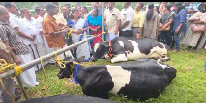 പ്രളയത്തിൽ 11 പശുക്കളെ നഷ്ടപ്പെട്ട കുടുംബത്തിന് കൈത്താങ്ങ്; 4 പശുക്കളും കാലിത്തീറ്റയും ധനസഹായവും നൽകി; ‘സർക്കാർ ഒപ്പമുണ്ടെന്ന് പറയുക മാത്രമല്ല, പ്രവർത്തിച്ച് ബോധ്യപ്പെടുത്തുകയാണ് ലക്ഷ്യം’- മന്ത്രി ബിന്ദു കൃഷ്ണ