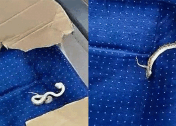 ‘നമ്മൾ എന്ത് വിശ്വസിച്ചാണ് സീറ്റിലിരിക്കുക; ഇത്രയും പണം മുടക്കിയല്ലേ യാത്ര ചെയ്യുന്നത് ‘: എറണാകുളം-ബെംഗളൂരു വന്ദേഭാരതിൽ ചത്ത അണലി! പരാതി; അന്വേഷണം നടത്തുമെന്ന് റെയിൽവേ