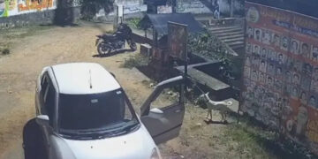 നായയെ കാറില്കൊണ്ടുവന്ന് തെരുവിലിറക്കിവിട്ടു, പിന്നാലെ കരഞ്ഞോടിയ നായയെ കാര് പിന്നിലേക്കെടുത്ത് ഇടിച്ചുകൊന്നു, വാഹനം ഇടിപ്പിച്ചത് നിരവധി തവണ
