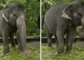 തുമ്പിക്കൈയ്ക്ക് പരിക്ക്, പരിചരിക്കാനെത്തിയ പാപ്പാനെ ആന ചവിട്ടിക്കൊന്നു; സംഭവം കോന്നിയിൽ