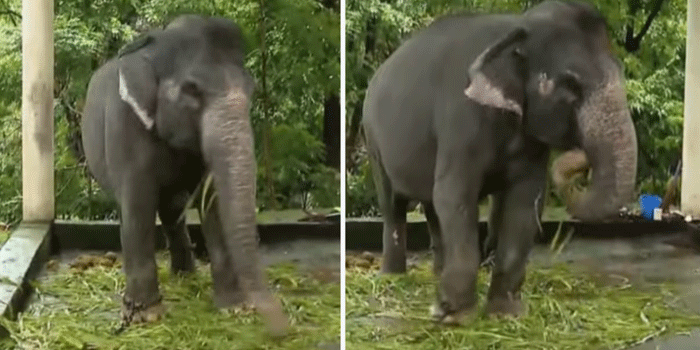 തുമ്പിക്കൈയ്ക്ക് പരിക്ക്, പരിചരിക്കാനെത്തിയ പാപ്പാനെ ആന ചവിട്ടിക്കൊന്നു; സംഭവം കോന്നിയിൽ