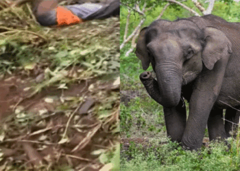 ഇടുക്കിയിൽ കാട്ടാന ആക്രമണം; ഏലത്തോട്ടത്തിൽ ജോലിക്കെത്തിയ തൊഴിലാളിക്ക് ദാരുണാന്ത്യം