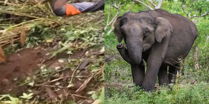 ഇടുക്കിയിൽ കാട്ടാന ആക്രമണം; ഏലത്തോട്ടത്തിൽ ജോലിക്കെത്തിയ തൊഴിലാളിക്ക് ദാരുണാന്ത്യം