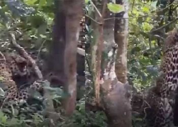 പന്നിക്കു വച്ച കെണിയിലെ കുരുക്ക് വയറിൽ തുളച്ചുകയറി, മയക്കുവെടി വെച്ചിട്ടും മയങ്ങാത്ത പുലിയെ പിടികൂടിയത് ബൂസ്റ്റർ ഡോസ് നൽകി!! മാലൂരിലെ ജനവാസമേഖലയിൽ നിന്ന് പിടികൂടിയ പുലി ചത്തു, കെണിവെച്ചയാളെയും സ്ഥലം ഉടമയേയും പ്രതി ചേർക്കും- വനംവകുപ്പ്