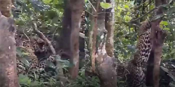 പന്നിക്കു വച്ച കെണിയിലെ കുരുക്ക് വയറിൽ തുളച്ചുകയറി, മയക്കുവെടി വെച്ചിട്ടും മയങ്ങാത്ത പുലിയെ പിടികൂടിയത് ബൂസ്റ്റർ ഡോസ് നൽകി!! മാലൂരിലെ ജനവാസമേഖലയിൽ നിന്ന് പിടികൂടിയ പുലി ചത്തു, കെണിവെച്ചയാളെയും സ്ഥലം ഉടമയേയും പ്രതി ചേർക്കും- വനംവകുപ്പ്