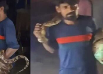 അടിച്ചു പാമ്പായാൽ മലമ്പാമ്പിനെ എങ്ങനെ തിരിച്ചറിനാലേ… ആടിനെ വിഴുങ്ങൾ ഇറച്ചിക്കടയിൽ നുഴഞ്ഞുകയറി 15 അടി നീളമുള്ള കൂറ്റൻ മലമ്പാമ്പ്, പരിഭ്രാന്തരായി എല്ലാവരും ഇറങ്ങിയോടിയപ്പോൾ പുഷ്പം പോലെ പാമ്പിനെ കയ്യിലെടുത്ത് മാലപോലെ കഴുത്തിൽ ചുറ്റി യുവാവ്- വീഡിയോ
