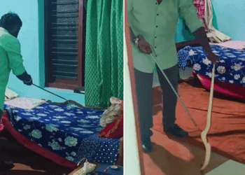 അടുക്കള ഭാ​ഗത്ത് പാമ്പിന്റെ വാൽ കണ്ടു,  വീട്ടുകാർ മുറി പൂട്ടി പുറത്തിറങ്ങി;  സ്നേക്ക് റസ്ക്യുവറെത്തിയപ്പോൾ കിടക്കയിൽ വലിയ അണലി,  പിടികൂടി