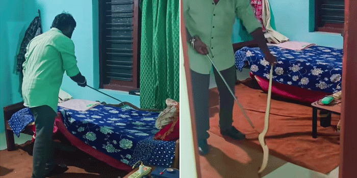 അടുക്കള ഭാ​ഗത്ത് പാമ്പിന്റെ വാൽ കണ്ടു,  വീട്ടുകാർ മുറി പൂട്ടി പുറത്തിറങ്ങി;  സ്നേക്ക് റസ്ക്യുവറെത്തിയപ്പോൾ കിടക്കയിൽ വലിയ അണലി,  പിടികൂടി