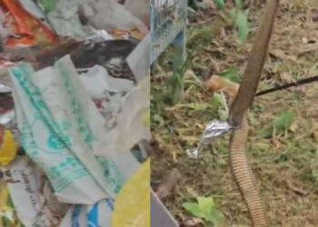 ഹരിത കർമ്മ സേനാംഗങ്ങൾ പ്ലാസ്റ്റിക് ശേഖരിക്കുന്നതിനിടെ കൂടിനുള്ളിൽ നിന്ന് ചീറ്റുന്ന ശബ്ദം, പരിശോധിച്ചപ്പോൾ കണ്ടത് ഭീമൻ മൂർഖൻ പാമ്പിനെ, ചേച്ചിമാർ മൂർഖന്റെ കടി കൊള്ളാതെ രക്ഷപ്പെട്ടത് തലനാരിഴയ്ക്ക്