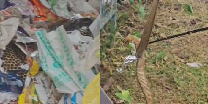 ഹരിത കർമ്മ സേനാംഗങ്ങൾ പ്ലാസ്റ്റിക് ശേഖരിക്കുന്നതിനിടെ കൂടിനുള്ളിൽ നിന്ന് ചീറ്റുന്ന ശബ്ദം, പരിശോധിച്ചപ്പോൾ കണ്ടത് ഭീമൻ മൂർഖൻ പാമ്പിനെ, ചേച്ചിമാർ മൂർഖന്റെ കടി കൊള്ളാതെ രക്ഷപ്പെട്ടത് തലനാരിഴയ്ക്ക്