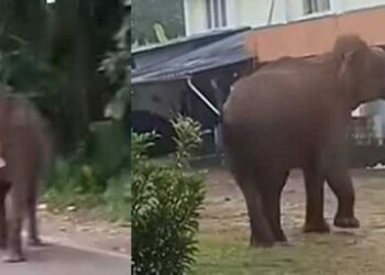 പുലർച്ചെ കുർബാനയ്ക്ക് പള്ളിയിലേക്കെത്തിയവരെ കോമ്പൗണ്ടിൽ കാത്തിരുന്നത് കാട്ടാന, പള്ളിയിലേക്ക് വരികയായിരുന്ന പ്രാ​യ​മു​ള്ള​വ​ര​ട​ക്ക​മു​ള്ള​വ​രെയടക്കം ഫോ​ണി​ൽ വി​ളി​ച്ച് മു​ന്ന​റി​യി​പ്പു ന​ല്കി​ തടഞ്ഞു നിർ‍ത്തിയതിനാൽ അപകടം ഒഴിവായി!! ബഹളം വച്ച് ആനയെ കാട്ടിലേക്ക് തിരിച്ചുകയറ്റി,