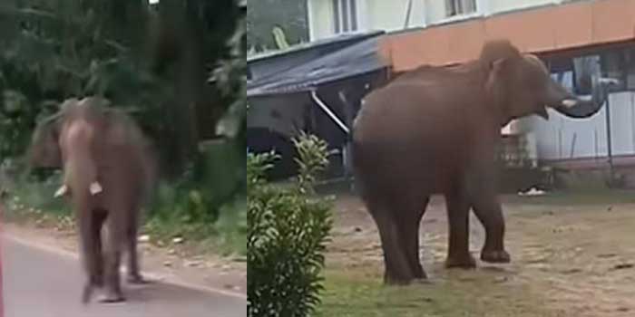 പുലർച്ചെ കുർബാനയ്ക്ക് പള്ളിയിലേക്കെത്തിയവരെ കോമ്പൗണ്ടിൽ കാത്തിരുന്നത് കാട്ടാന, പള്ളിയിലേക്ക് വരികയായിരുന്ന പ്രാ​യ​മു​ള്ള​വ​ര​ട​ക്ക​മു​ള്ള​വ​രെയടക്കം ഫോ​ണി​ൽ വി​ളി​ച്ച് മു​ന്ന​റി​യി​പ്പു ന​ല്കി​ തടഞ്ഞു നിർ‍ത്തിയതിനാൽ അപകടം ഒഴിവായി!! ബഹളം വച്ച് ആനയെ കാട്ടിലേക്ക് തിരിച്ചുകയറ്റി,