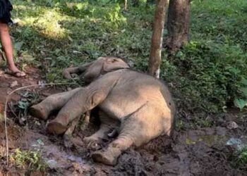 രാത്രിയിലിറങ്ങിയ കാട്ടാനക്കൂട്ടം റബ്ബർ മരങ്ങൾ പിഴുതുമറിച്ചിട്ടു, മരത്തിലൊന്നു വീണത് വൈദ്യുതിലൈനിലേക്ക്!! ഷോക്കേറ്റ് കുട്ടിക്കൊമ്പൻ ചരിഞ്ഞ നിലയിൽ