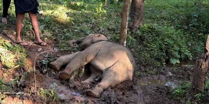 രാത്രിയിലിറങ്ങിയ കാട്ടാനക്കൂട്ടം റബ്ബർ മരങ്ങൾ പിഴുതുമറിച്ചിട്ടു, മരത്തിലൊന്നു വീണത് വൈദ്യുതിലൈനിലേക്ക്!! ഷോക്കേറ്റ് കുട്ടിക്കൊമ്പൻ ചരിഞ്ഞ നിലയിൽ