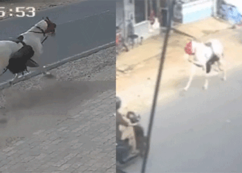 നിയന്ത്രണംവിട്ട് കുതിര പാഞ്ഞു; വാഹനങ്ങൾ തുടരെ വരുന്ന റോഡിലൂടെ അമിത വേ​ഗത്തിലോടി വരുന്ന കുതിരയെ കണ്ട്  വാഹനയാത്രികർ പരിഭ്രാന്തരായി ; ഒരാൾക്ക് പരിക്ക്, ഓട്ടോറിക്ഷയുടെ മുൻഭാഗം ഇടിച്ച് തകർത്തു, നിരവധി വാഹനങ്ങൾക്കും കേടുപാട്