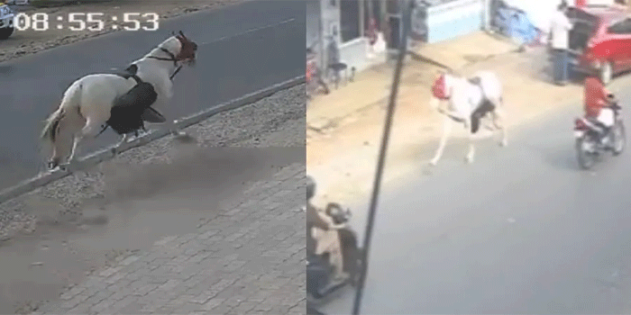 നിയന്ത്രണംവിട്ട് കുതിര പാഞ്ഞു; വാഹനങ്ങൾ തുടരെ വരുന്ന റോഡിലൂടെ അമിത വേഗത്തിലോടി വരുന്ന കുതിരയെ കണ്ട് വാഹനയാത്രികർ പരിഭ്രാന്തരായി ; ഒരാൾക്ക് പരിക്ക്, ഓട്ടോറിക്ഷയുടെ മുൻഭാഗം ഇടിച്ച് തകർത്തു, നിരവധി വാഹനങ്ങൾക്കും കേടുപാട്