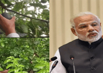 താരമായി ‘അവക്കാഡോ’ ; മോദിയുടെ ‘മൻ കി ബാത്തി’നു പിന്നാലെ പുതു തരം​ഗം , അവക്കാഡോ കൃഷിയിലൂടെ നേട്ടം കൈവരിച്ച കർഷന്റെ വിജയവും ശ്രദ്ധ നേടുന്നു; പ്രധാനമന്ത്രി പങ്കുവച്ച വീഡിയോ