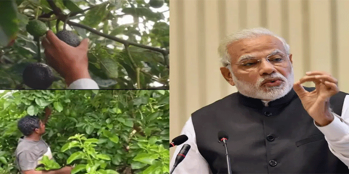 താരമായി ‘അവക്കാഡോ’ ; മോദിയുടെ ‘മൻ കി ബാത്തി’നു പിന്നാലെ പുതു തരംഗം , അവക്കാഡോ കൃഷിയിലൂടെ നേട്ടം കൈവരിച്ച കർഷന്റെ വിജയവും ശ്രദ്ധ നേടുന്നു; പ്രധാനമന്ത്രി പങ്കുവച്ച വീഡിയോ