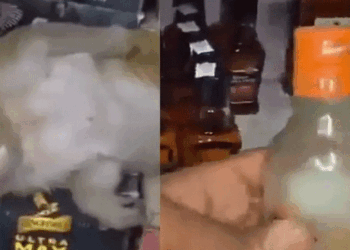 വഴിതെറ്റി മദ്യക്കടയിലെത്തി, ‘മാജിക് മൊമൻറ്സ്’ അടിച്ച് ‘കിങ്ഫിഷറി’നു മുകളിൽ ‘ഓഫ്’ ആയി കുരങ്ങ്, വീഡിയോ വൈറൽ
