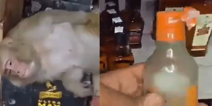 വഴിതെറ്റി മദ്യക്കടയിലെത്തി, ‘മാജിക് മൊമൻറ്സ്’ അടിച്ച് ‘കിങ്ഫിഷറി’നു മുകളിൽ ‘ഓഫ്’ ആയി കുരങ്ങ്, വീഡിയോ വൈറൽ