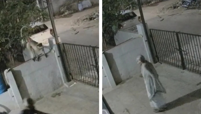 വീട്ട് മുറ്റത്ത് വച്ച് കുരങ്ങന്‍ തള്ളിയിട്ടു, തലയിടിച്ച് വയോധികയ്ക്ക് ദാരുണാന്ത്യം
