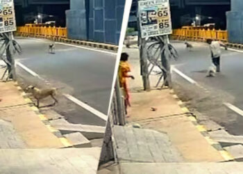 അര്‍ധ രാത്രി മാനസിക വെല്ലുവിളി നേരിടുന്ന സ്ത്രീയെ പീഡിപ്പിക്കാന്‍ ശ്രമിച്ചു, പ്രതിയെ കടിച്ചുകീറി തെരുവുനായ്ക്കള്‍