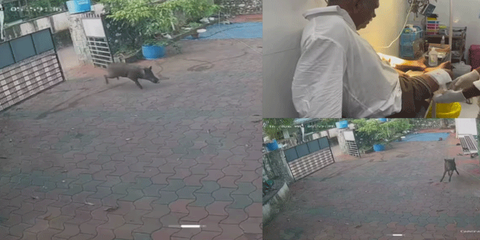 ‘വീട്ടിൽ പോലും ഇരിക്കാൻ പറ്റാത്ത അവസ്ഥ!‘; വീട്ടുവരാന്തയിൽ പത്രം വായിച്ചിരിക്കുകായിരുന്ന മധ്യവയസ്കനെ കാട്ടുപന്നി ആക്രമിച്ചു; കാലിന് പരിക്ക്; സംഭവം താമരശ്ശേരിയിൽ