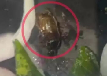 കഴിച്ചുകൊണ്ടിരിക്കെ ബിരിയാണിയില്‍ ചത്ത വണ്ട്, പരിശോധനയ്ക്ക് പിന്നാലെ ഹോട്ടല്‍ പൂട്ടിച്ച് ഭക്ഷ്യ സുരക്ഷാ വിഭാഗം