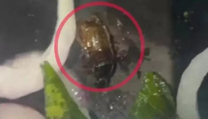 കഴിച്ചുകൊണ്ടിരിക്കെ ബിരിയാണിയില് ചത്ത വണ്ട്, പരിശോധനയ്ക്ക് പിന്നാലെ ഹോട്ടല് പൂട്ടിച്ച് ഭക്ഷ്യ സുരക്ഷാ വിഭാഗം