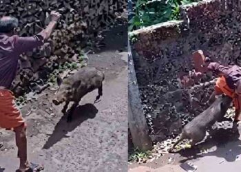 പാഞ്ഞുവരുന്ന കാട്ടുപന്നിയെ കണ്ട് അനിൽ കുമാർ ഒഴിഞ്ഞുമാറി, മുന്നോട്ട് പാഞ്ഞ പന്നി തിരികെയെത്തി കുത്തിവീഴ്ത്തി, ലോട്ടറി വിൽപനക്കാരന്റെ കൈയ്ക്കും കാലിനും പരുക്ക്, ആക്രമണത്തിന് തൊട്ടുമുൻപ് സമീപത്തെ പാടത്ത് കാട്ടുപന്നിക്കൂട്ടത്തെ കണ്ടതായി നാട്ടുകാർ
