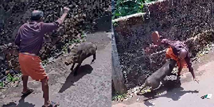 പാഞ്ഞുവരുന്ന കാട്ടുപന്നിയെ കണ്ട് അനിൽ കുമാർ ഒഴിഞ്ഞുമാറി, മുന്നോട്ട് പാഞ്ഞ പന്നി തിരികെയെത്തി കുത്തിവീഴ്ത്തി, ലോട്ടറി വിൽപനക്കാരന്റെ കൈയ്ക്കും കാലിനും പരുക്ക്, ആക്രമണത്തിന് തൊട്ടുമുൻപ് സമീപത്തെ പാടത്ത് കാട്ടുപന്നിക്കൂട്ടത്തെ കണ്ടതായി നാട്ടുകാർ