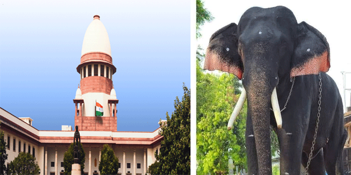 ‘ആനയ്ക്ക് വർഷം മുഴുവൻ മദപ്പാടാണോ? ആനകളെ കുറിച്ച് ഞങ്ങൾക്കും അറിയാം’’ ഊട്ടോളി രാമനെ മാറ്റാത്തതിൽ കേരളത്തോട് സുപ്രീംകോടതിക്ക് രൂക്ഷവിമർശനം