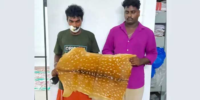 ലേശം കൗതുകം കൂടുതലാ സാറേ അതുകൊണ്ട് പറ്റിപ്പോയതാ... സ്കൂട്ടർ അപകടത്തിൽപ്പെട്ട് സീറ്റ് തെറിച്ചുവീണപ്പോൾ കൂടെപ്പോയത് പുള്ളിമാനിന്റെ തോൽ, രണ്ടു യുവാക്കൾ അറസ്റ്റിൽ!! ഒരു വീട്ടിൽ നിന്ന് ഉപകരണങ്ങൾ ഉൾപ്പെട്ട സാമഗ്രികൾ മാറ്റുന്നതിടയിൽ കൗതുകത്തിനെടുത്ത് സുഹൃത്തിന്റെ സ്‌കൂട്ടറിനുളളിൽ സൂക്ഷിച്ചതെന്ന് മൊഴി