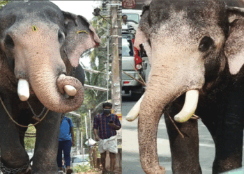 കോട്ടയത്ത് ഇടിമിന്നലേറ്റ് ആന ചരിഞ്ഞു; ഗജകൗസ്തുഭം’ എന്നറിയപ്പെടുന്ന പല്ലാട്ട് ബ്രഹ്‌മദത്തൻ എന്ന ആനയുടെ ജീവനാണ് നഷ്ടമായത്; പാപ്പാനോടുള്ള ആത്മബന്ധത്തിന്റെ പേരിൽ ശ്രദ്ധ നേടിയ ഈ ആന  ഉത്സവ വേദികളിലെ നിറക്കാഴ്ചയായിരുന്നു