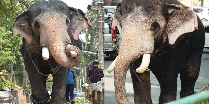 കോട്ടയത്ത് ഇടിമിന്നലേറ്റ് ആന ചരിഞ്ഞു; ഗജകൗസ്തുഭം’ എന്നറിയപ്പെടുന്ന പല്ലാട്ട് ബ്രഹ്‌മദത്തൻ എന്ന ആനയുടെ ജീവനാണ് നഷ്ടമായത്; പാപ്പാനോടുള്ള ആത്മബന്ധത്തിന്റെ പേരിൽ ശ്രദ്ധ നേടിയ ഈ ആന  ഉത്സവ വേദികളിലെ നിറക്കാഴ്ചയായിരുന്നു