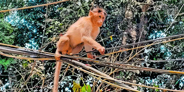 ക്ലാസ് മുറികൾ  കൈയ്യടക്കി കുരങ്ങുകൾ; പഠിപ്പ് മുടങ്ങുന്നു, കുട്ടികളുടെ ഉച്ചഭക്ഷണവും പാത്രങ്ങളും തട്ടിയെടുക്കുന്നു; തൊട്ടടുത്ത ആശുപത്രിയിലും ശല്യം;  അടിയന്തര നടപടി വേണമെന്ന് നാട്ടുകാർ