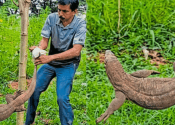 മന്ത്രിയെത്തുംമുമ്പേ വേദിക്ക് സമീപം ‘അപ്രതീക്ഷിത അതിഥി’; കാക്കനാട്ടെ ഹോർട്ടികോർപ്പ് ചടങ്ങിൽ ഭീമൻ ഉടുമ്പ്; പിടിക്കേണ്ട, പാവം തനിയെ കാട്ടിലേക്ക് പൊയ്ക്കോളുമെന്ന് ഉദ്യോ​ഗസ്ഥർ; പോവാൻ കൂട്ടാക്കാതെ ഉടുമ്പും, ഒടുവിൽ വനംവകുപ്പെത്തി പിടികൂടി
