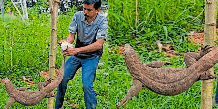 മന്ത്രിയെത്തുംമുമ്പേ വേദിക്ക് സമീപം ‘അപ്രതീക്ഷിത അതിഥി’; കാക്കനാട്ടെ ഹോർട്ടികോർപ്പ് ചടങ്ങിൽ ഭീമൻ ഉടുമ്പ്; പിടിക്കേണ്ട, പാവം തനിയെ കാട്ടിലേക്ക് പൊയ്ക്കോളുമെന്ന് ഉദ്യോ​ഗസ്ഥർ; പോവാൻ കൂട്ടാക്കാതെ ഉടുമ്പും, ഒടുവിൽ വനംവകുപ്പെത്തി പിടികൂടി